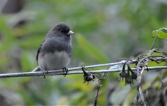 Junco hyemalis