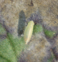 Arthaldeus