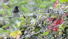 Junco hyemalis