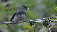 Junco hyemalis