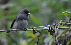 Junco hyemalis