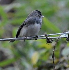 Junco hyemalis