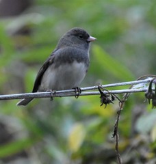 Junco hyemalis