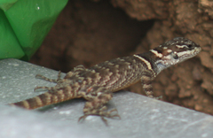 Sceloporus aureolus