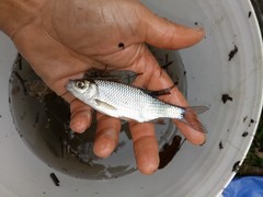 Scardinius hesperidicus