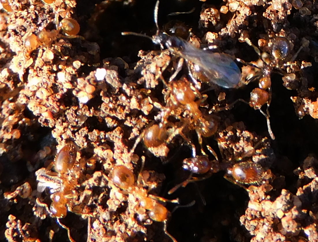 Aphaenogaster dulcineae