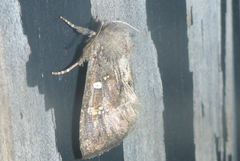 Papaipema nebris