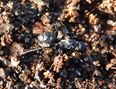 Camponotus micans