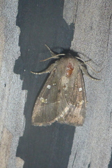 Papaipema nebris