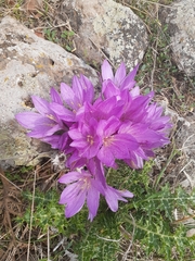 Colchicum feinbruniae