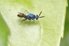 Torymus calcaratus