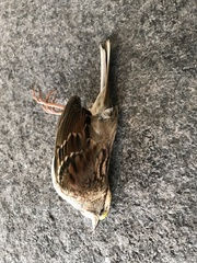 Zonotrichia albicollis