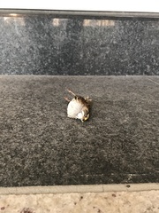 Zonotrichia albicollis