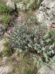 Syncolostemon incanus