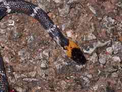 Oxyrhopus melanogenys