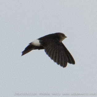 Horus Swift (Apus horus) · iNaturalist