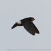 Horus Swift - Photo (c) Adam Welz, some rights reserved (CC BY-NC-ND), uploaded by Adam Welz
