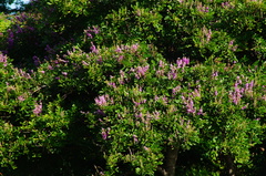 Lonchocarpus sericeus