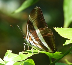 Adelpha melona pseudarete