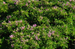 Lonchocarpus sericeus