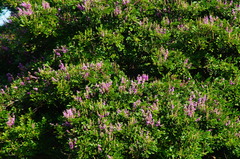 Lonchocarpus sericeus