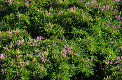 Lonchocarpus sericeus