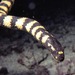 Slender-necked Sea Snake - Photo (c) coralbiologist, some rights reserved (CC BY-NC), uploaded by coralbiologist