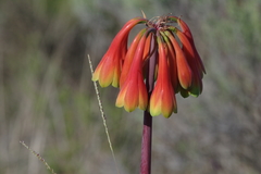 Cyrtanthus obliquus