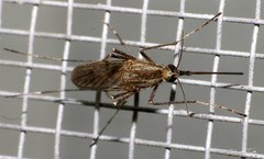 Aedes albifasciatus