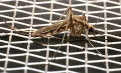 Aedes albifasciatus