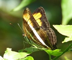Adelpha melona pseudarete