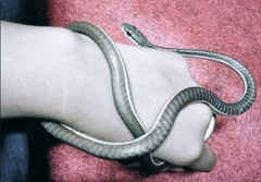 Dendrelaphis subocularis