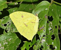 Phoebis neocypris neocypris