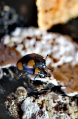 Aulacocheilus doriae