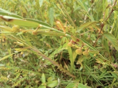 Phyllanthus ussuriensis