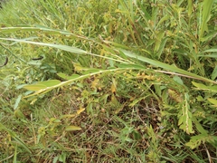 Phyllanthus ussuriensis