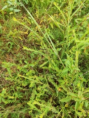 Phyllanthus ussuriensis