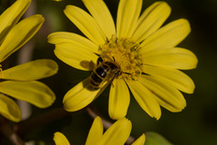 Megacampsomeris prismatica