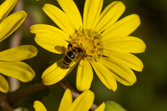 Megacampsomeris prismatica