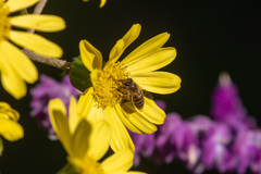 Apis cerana japonica