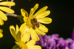 Apis cerana japonica