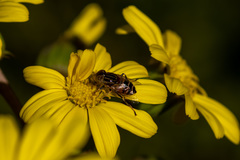 Eristalinus quinquestriatus