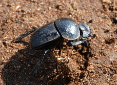 Scarabaeus cicatricosus