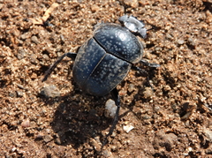 Scarabaeus cicatricosus