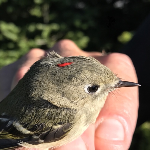 Ruby-crowned Kinglet photographed in Vermont