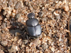 Palaeonthophagus
