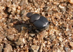 Palaeonthophagus