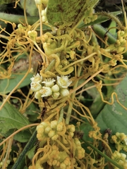 Cuscuta chinensis
