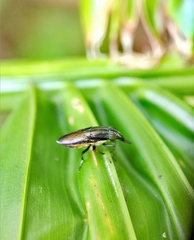Idiella