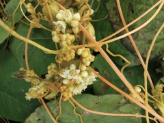 Cuscuta chinensis